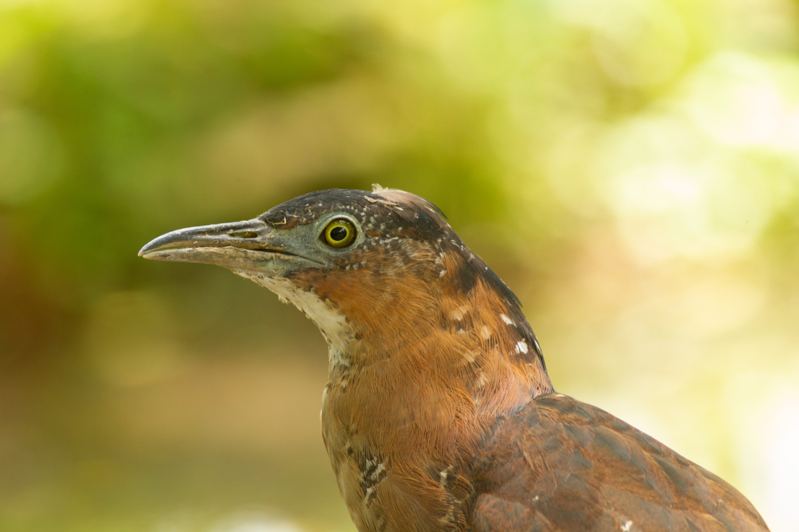 image Malayan Night-Heron